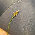 Carex echinata Blüte