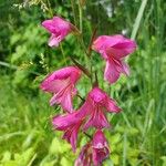 Gladiolus communis Blüte