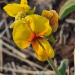 Crotalaria verdcourtii Flower