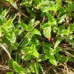 Ruellia prostrata Blatt