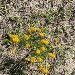 Helenium amarum Flower