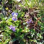 Viola pyrenaica Flower