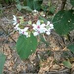 Clerodendrum infortunatum Λουλούδι