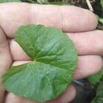 Centella asiaticaपत्ता