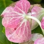 Hydrangea spp. Bloem