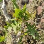 Sonchus pinnatifidus Folio