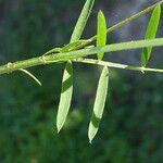 Vicia hirsuta Feuille