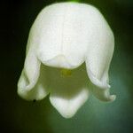 Convallaria majalis 花