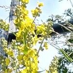 Verbascum lychnitisFlower