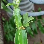 Cissus quadrangularis Feuille