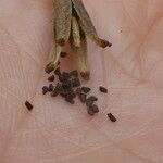 Oenothera biennis Плод