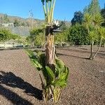 Strelitzia nicolai Flower