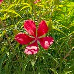 Hibiscus coccineus फूल