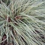 Carex ornithopoda Folha