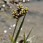 Carex bicolor Bloem