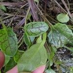 Cochlearia officinalis Hostoa