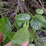 Cochlearia officinalis Leaf