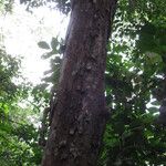 Pterocarpus soyauxii Pokrój