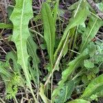 Leontodon tuberosus Hoja