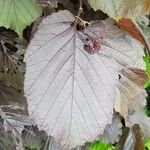 Corylus maxima Foglia