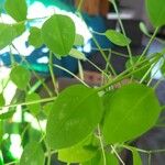 Euphorbia graminea Leaf