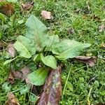 Rumex obtusifolius Hoja