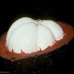 Garcinia mangostana 果實