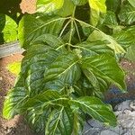 Morinda citrifolia Ліст