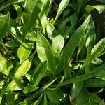 Coreopsis grandiflora Leaf