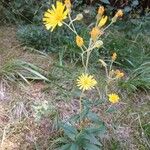 Hieracium sabaudum ശീലം