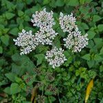 Heracleum sphondyliumBlüte