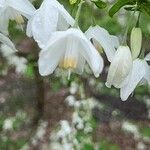 Halesia diptera Fiore