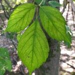 Acer negundoLeaf