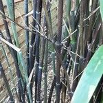 Phyllostachys nigra Corteccia