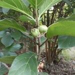 Ficus hispida Fruit