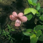 Barleria repens Цветок