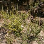 Berberis angulosa Habit