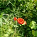 Emilia coccinea Flower