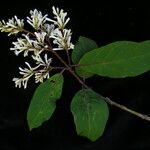 Syringa emodi موطن