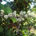 Rubus odoratus Muu