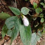 Hypoestes triflora Flower