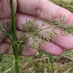 Seseli peucedanoides Hoja