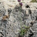 Allium acutiflorum Virág