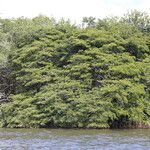 Osodendron altissimum Habit