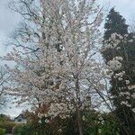 Prunus × yedoensis Habitat