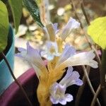 Orobanche ramosa Flower