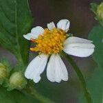 Bidens alba Flor