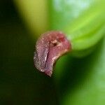 Acianthera pantasmi പുഷ്പം