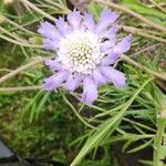 Lomelosia caucasica Blomst