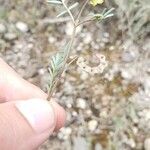 Hippocrepis ciliata Fruit